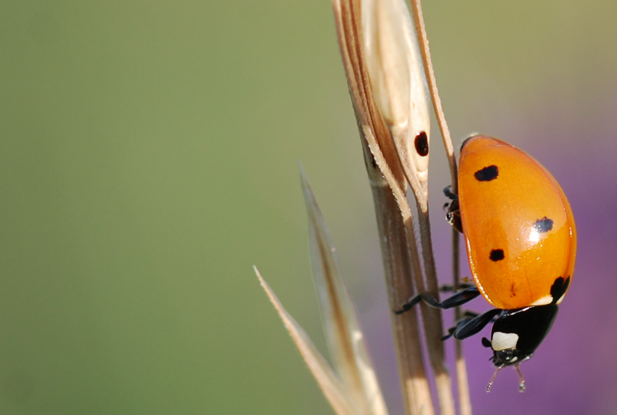 Marienkäfer in der Perchtoldsdorfer heide