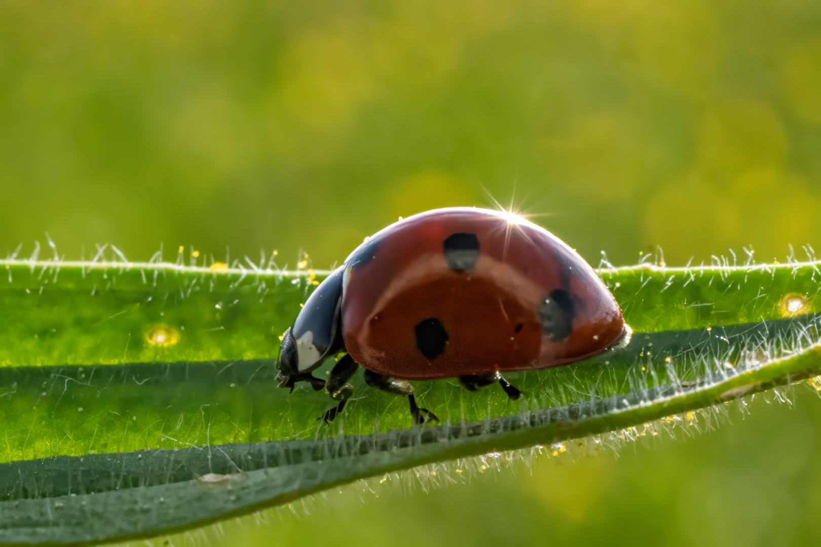 Marienkäfer in der Sonne