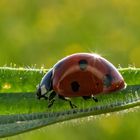 Marienkäfer in der Sonne