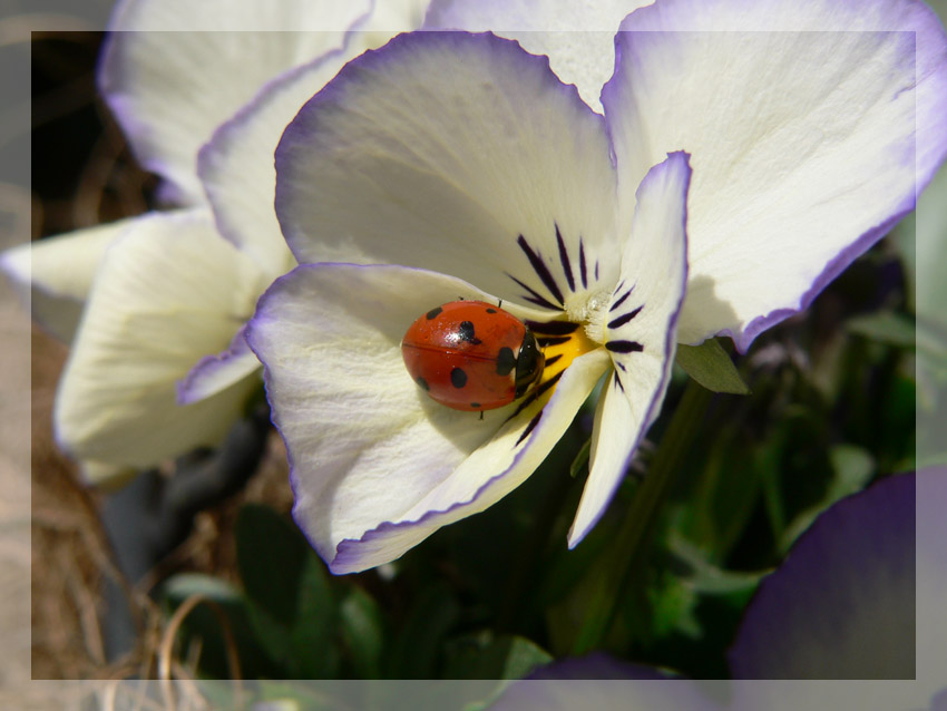 Marienkäfer in einer Blüte