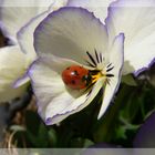 Marienkäfer in einer Blüte