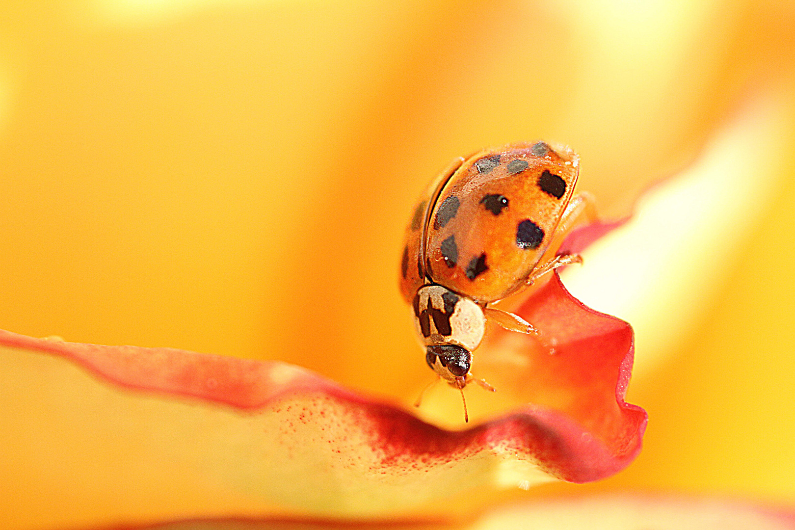 Marienkäfer in einer Blume