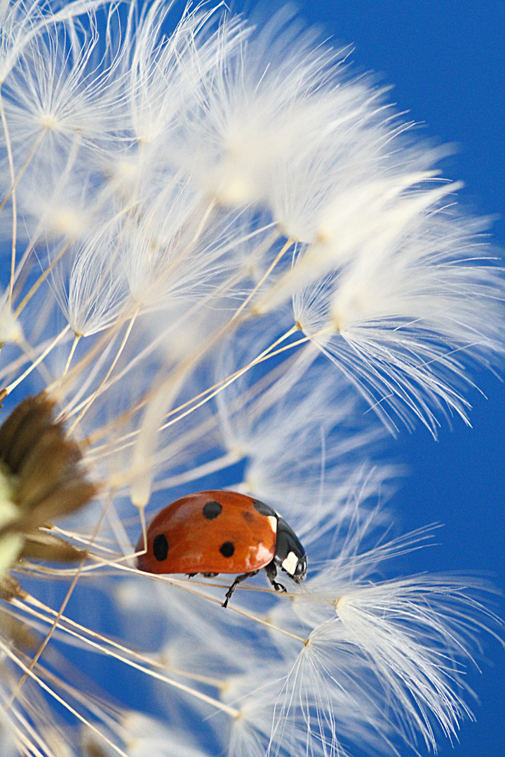 marienkäfer in einer pusteblume