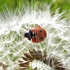 Marienkäfer in einer Pusteblume