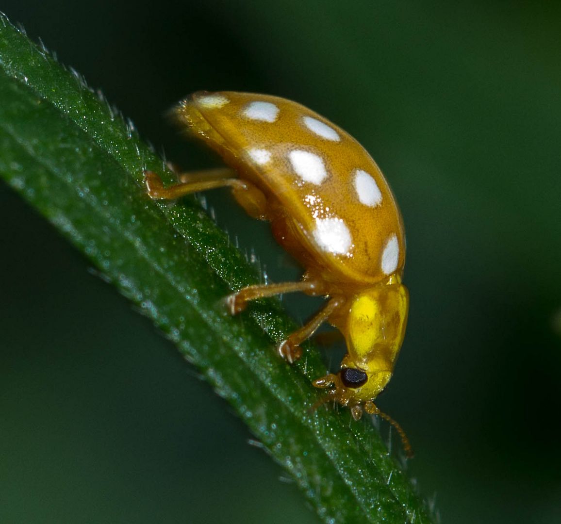 marienkäfer in gelb ? Foto & Bild tiere, wildlife, insekten Bilder auf