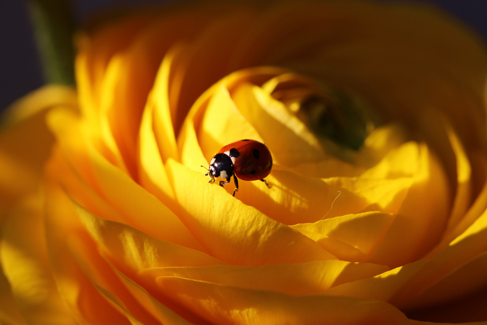 Marienkäfer in meinem Garten