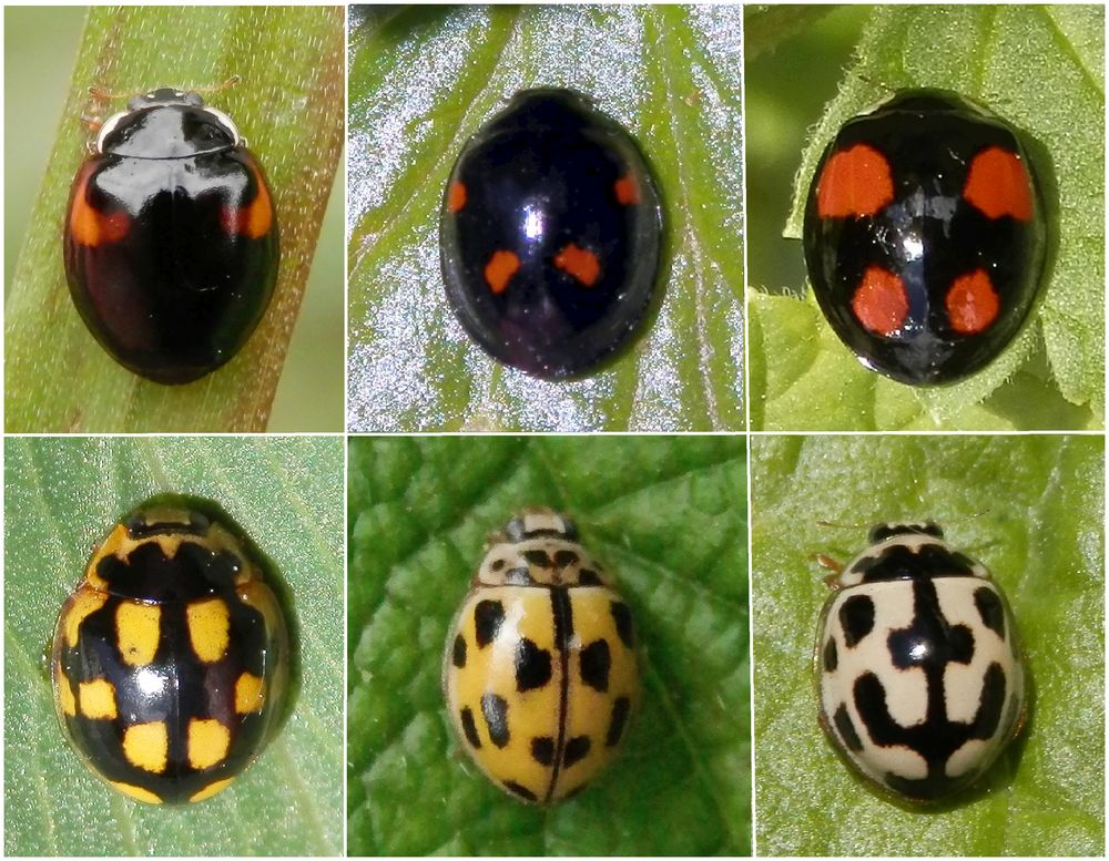 Marienkäfer in Rot-Schwarz und Gelb-Schwarz