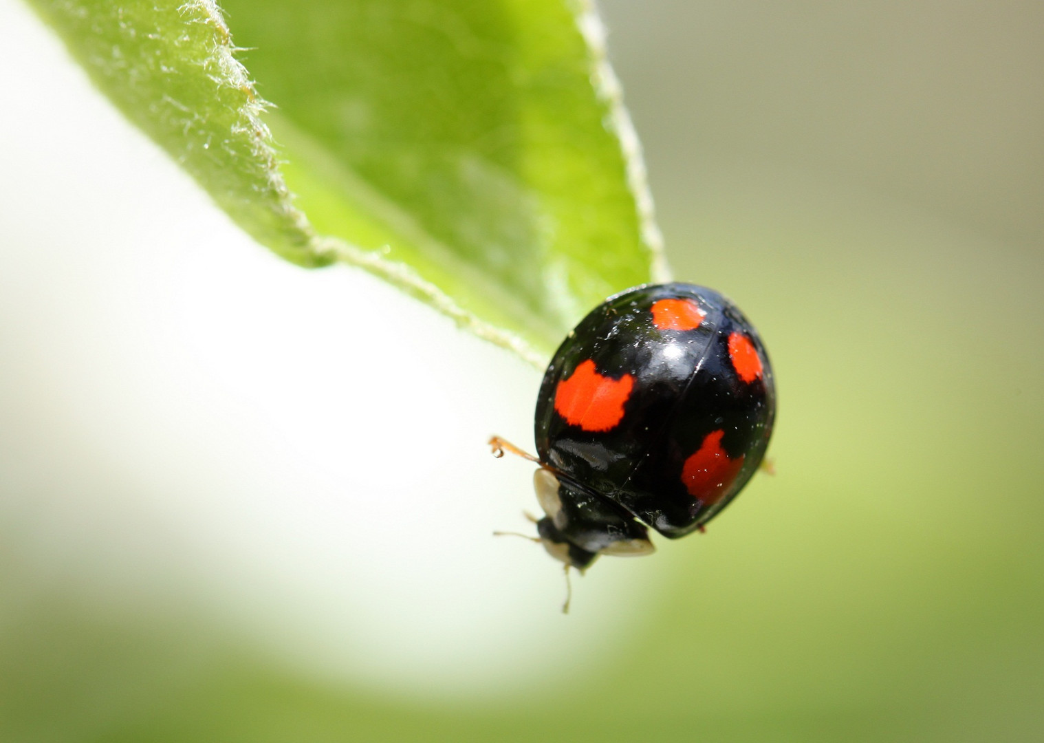 Marienkäfer in Schwarz