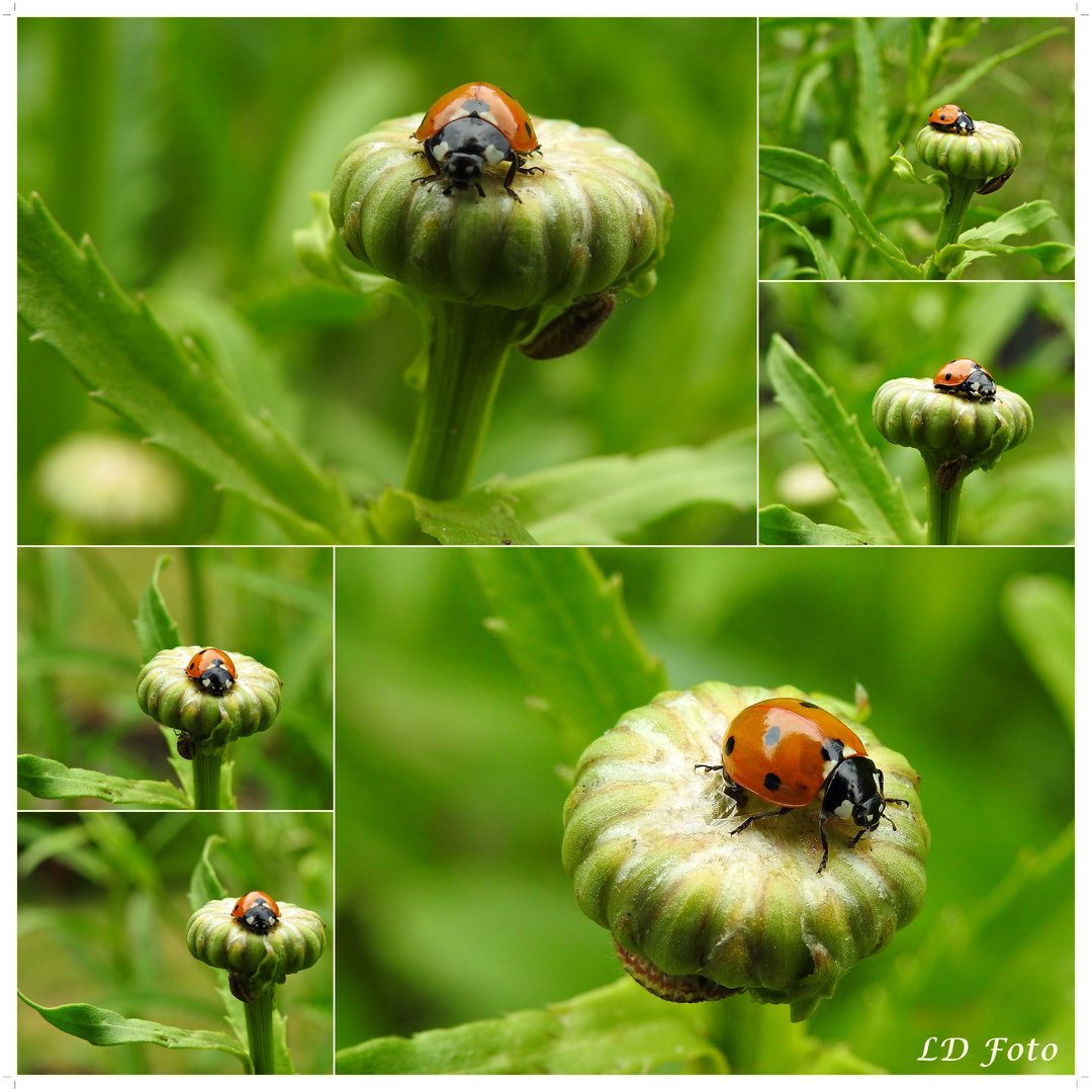 Marienkäfer jeden Tag eine neue Knospe