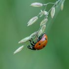 Marienkäfer Kopfüber