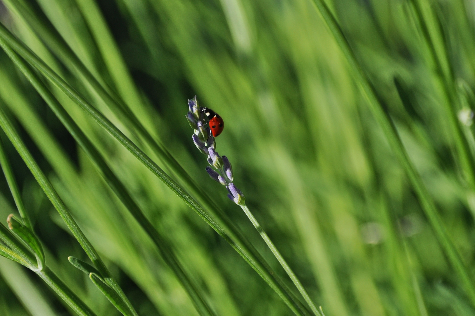 Marienkäfer küsst Lavendel