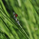 Marienkäfer küsst Lavendel