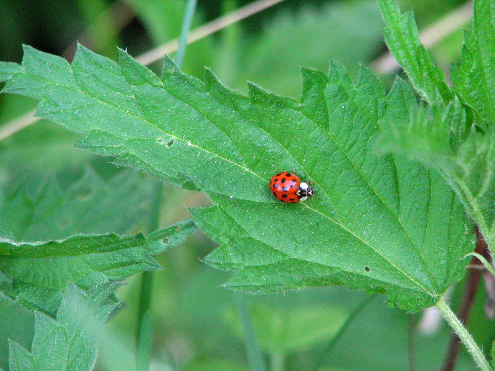 Marienkäfer - Lady beetle