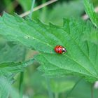 Marienkäfer - Lady beetle