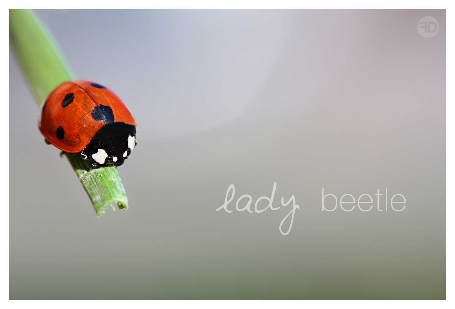 Marienkäfer / Ladybeetle