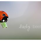 Marienkäfer / Ladybeetle