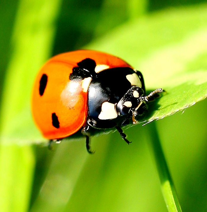 Marienkäfer, Ladybird