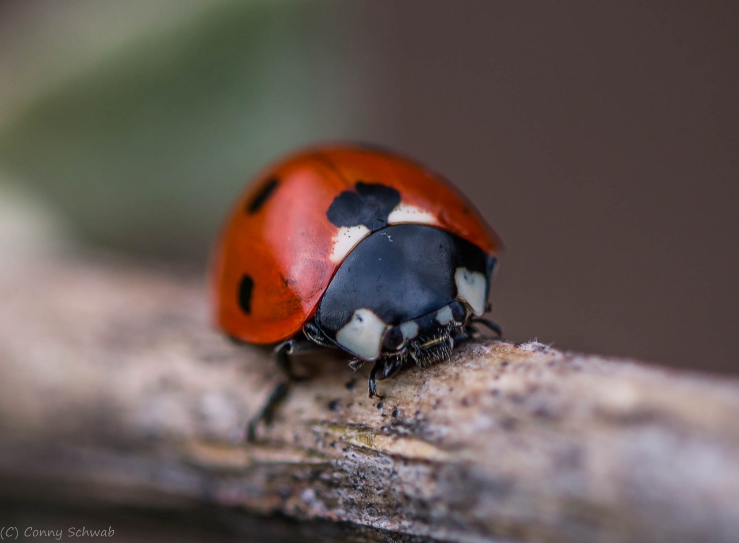 Marienkäfer / Ladybird