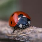 Marienkäfer / Ladybird