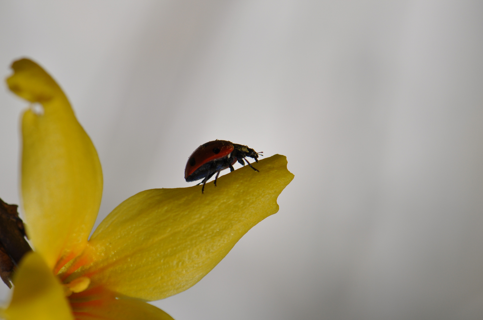 Marienkäfer (ladybug)