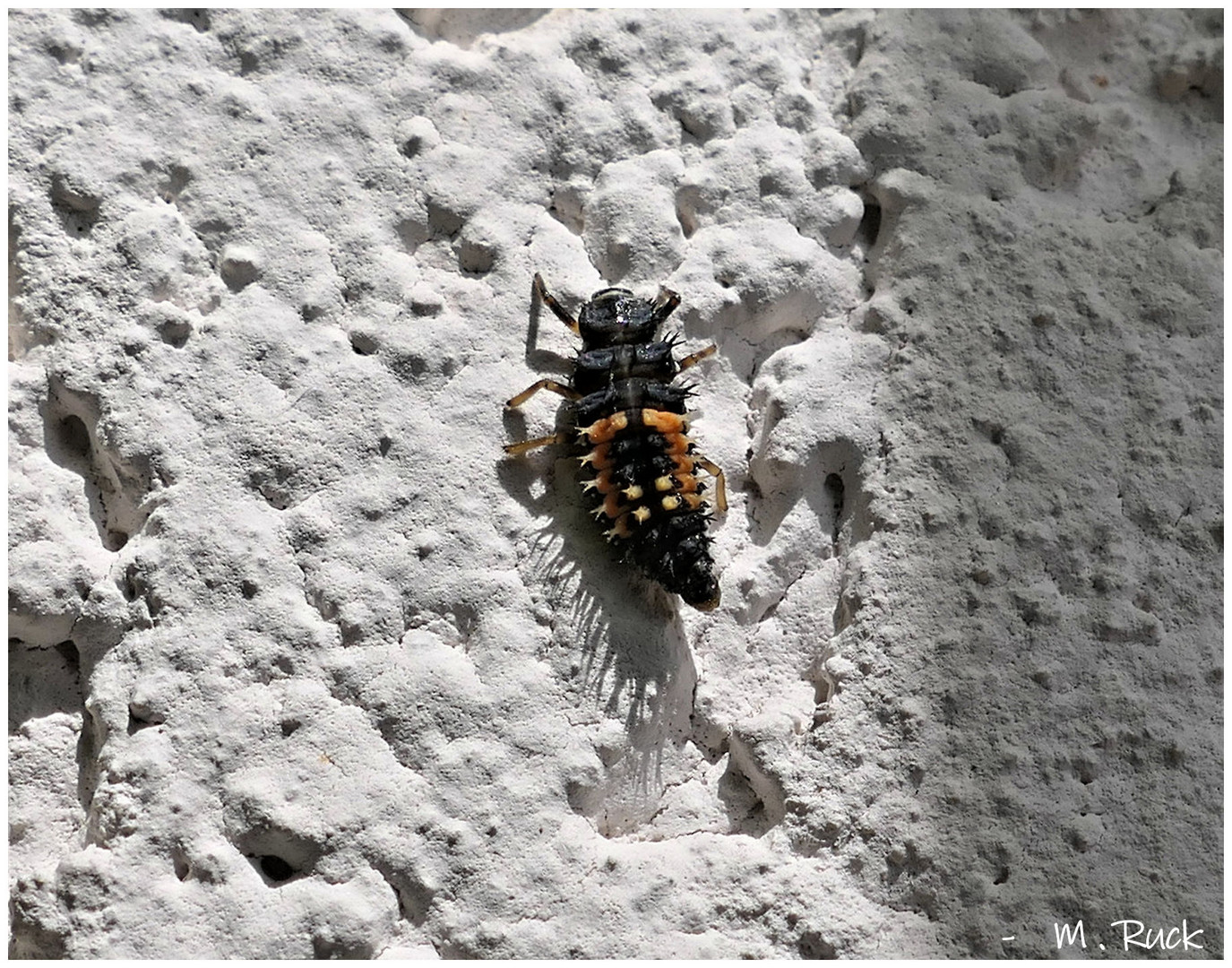 Marienkäfer Larve ,