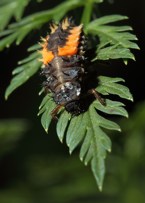 Marienkäfer Larve