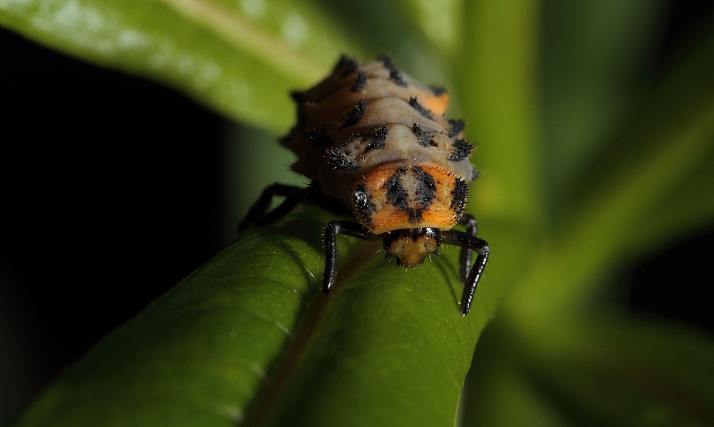 Marienkäfer Larve