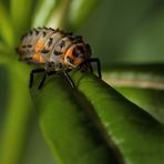 Marienkäfer Larve - aber welche denn?