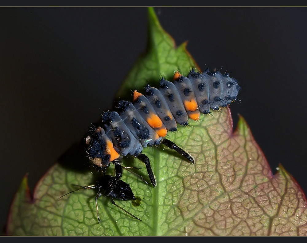 Marienkäfer Larve