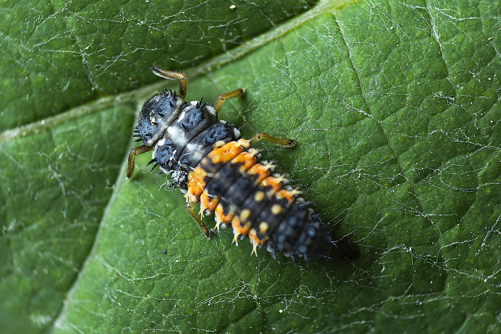 Marienkäfer Larve