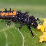 Marienkäfer-Larve frisst Eier einer anderen Marienkäfer-Art (Coccinellidae,Coleoptera)