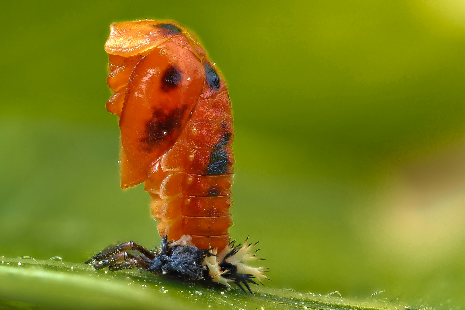 Marienkäfer Larve wird zur Puppe und macht Handstand...