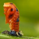 Marienkäfer Larve wird zur Puppe und macht Handstand...