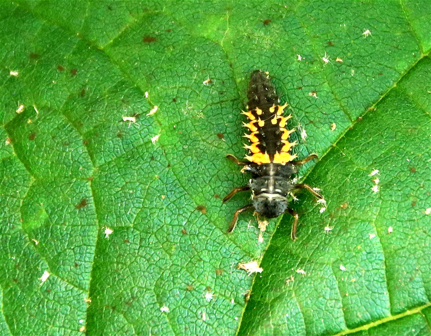 Marienkäfer-Larven