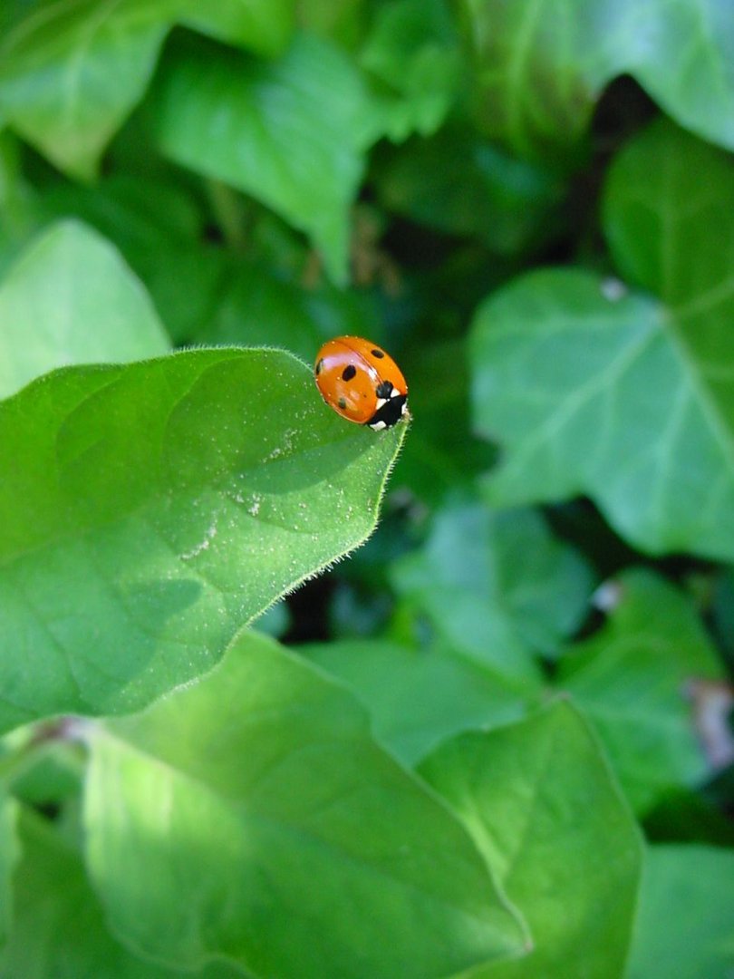 Marienkäfer liebt die Ruhe