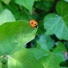 Marienkäfer liebt die Ruhe