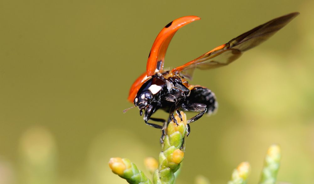 Marienkäfer macht einen schrägen Abflug...