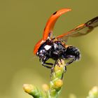 Marienkäfer macht einen schrägen Abflug...