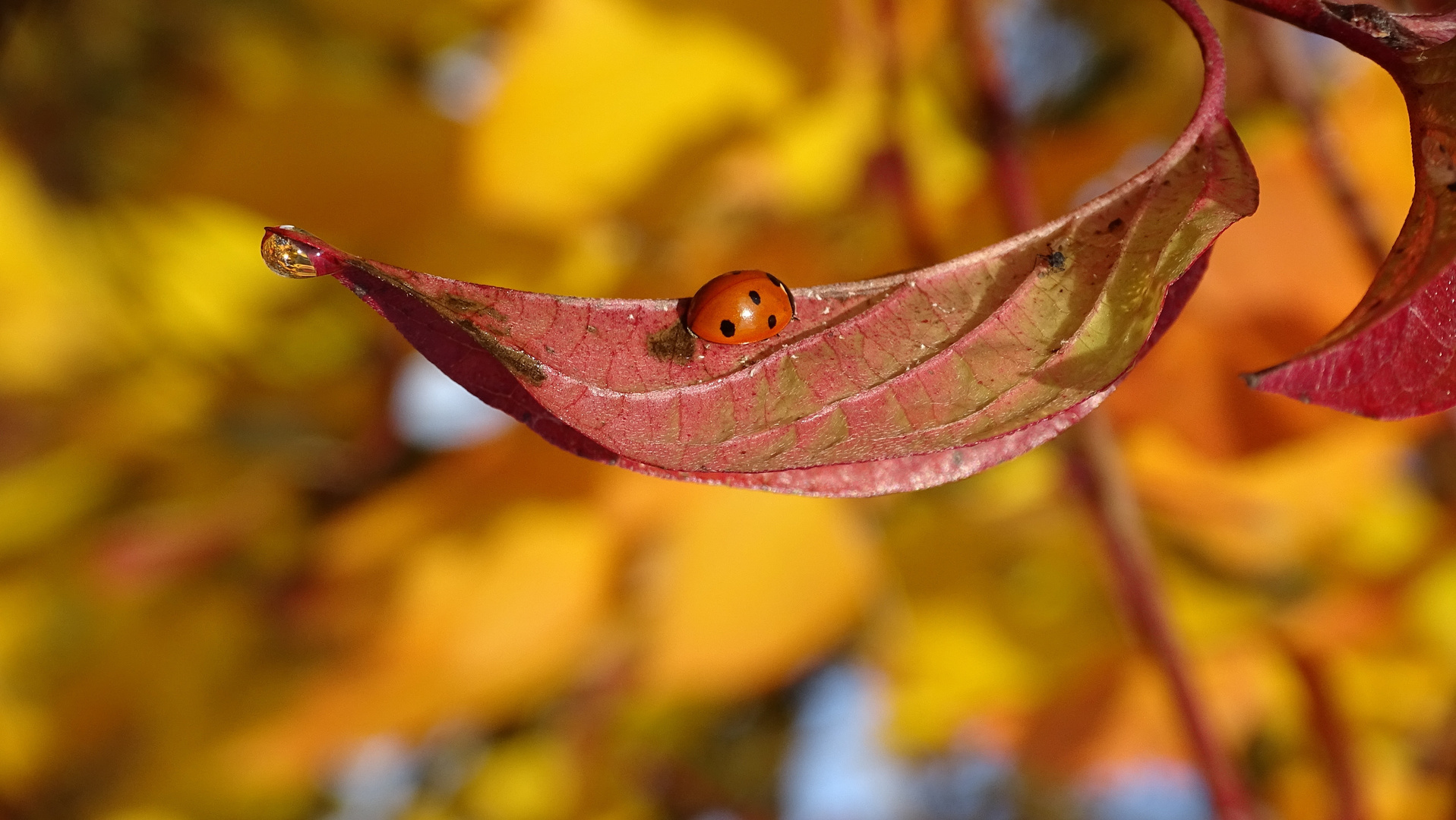 Marienkäfer macht Herbstnickerchen