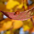 Marienkäfer macht Herbstnickerchen