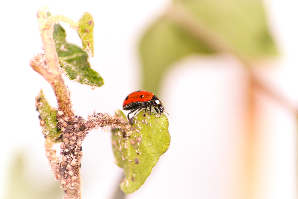 Marienkäfer Macro