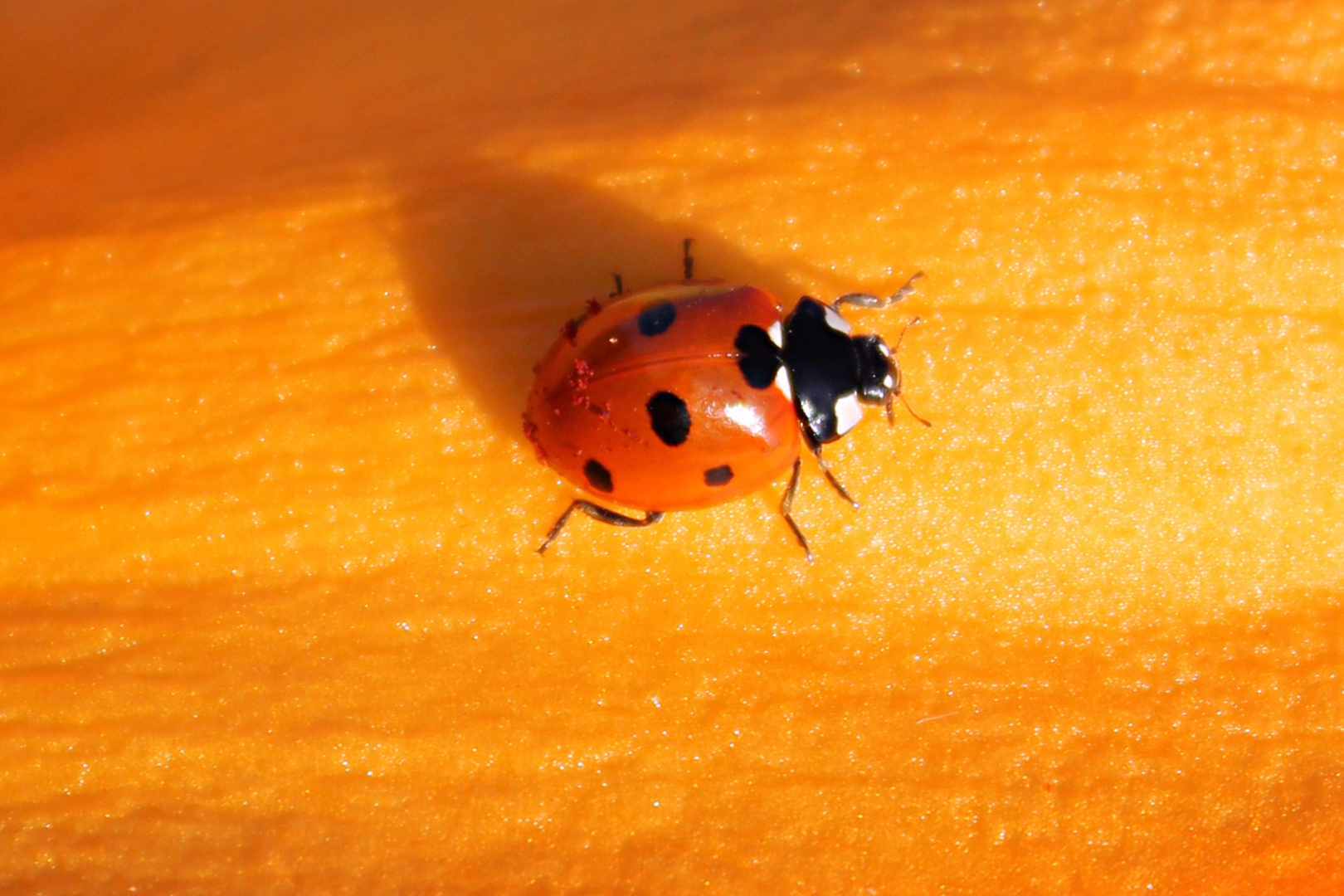 Marienkäfer Makro auf einer Lilie