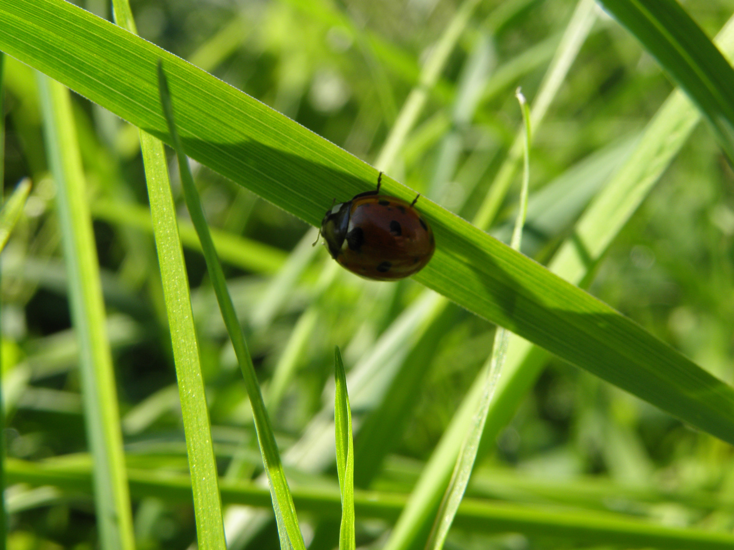 Marienkäfer Makro Nahaufnahme