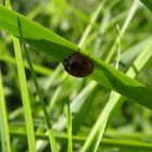 Marienkäfer Makro Nahaufnahme