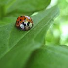 Marienkäfer Makro (Überarbeitet)