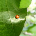 Marienkäfer mal anders