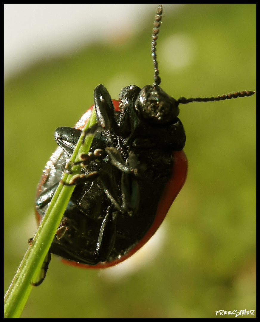 Marienkäfer mal von der anderen Seite