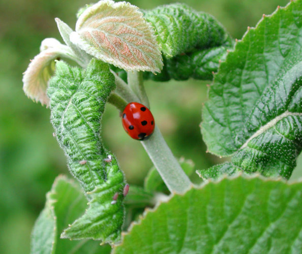 Marienkäfer mit