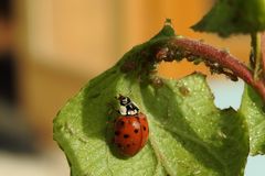 Marienkäfer mit Blattläusen