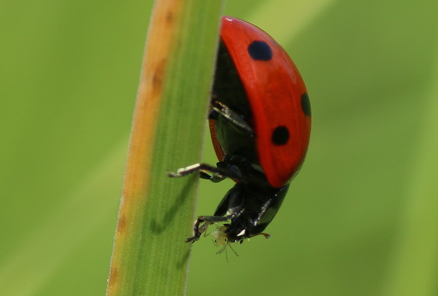 Marienkäfer mit Blattlaus